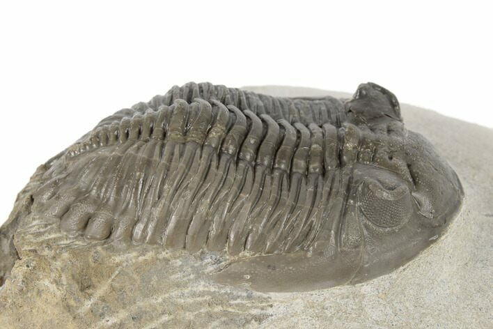 Detailed Hollardops Trilobite - Multi-Toned Shell Color #189754